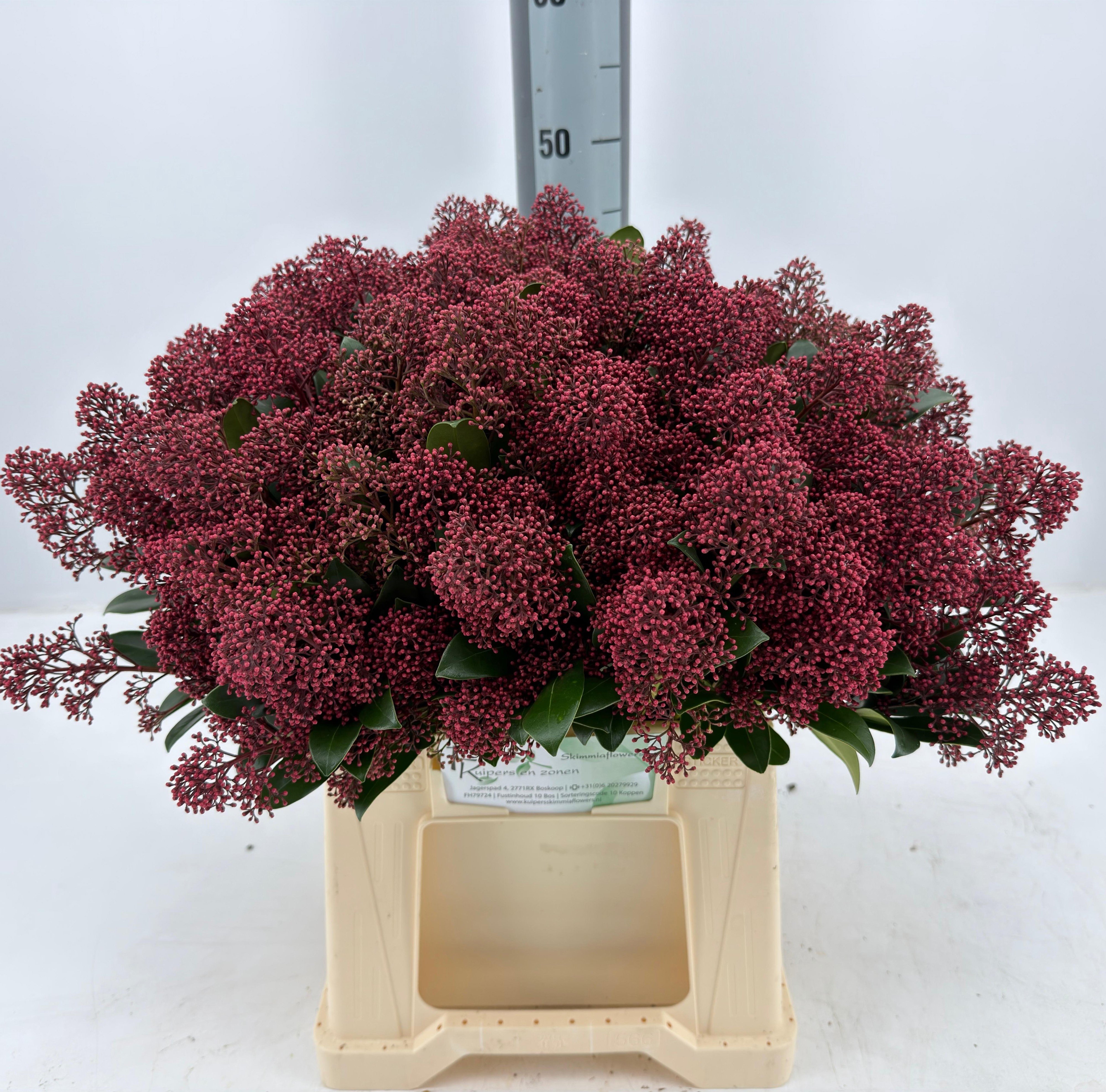 Skimmia Japonica Rubella 45cm