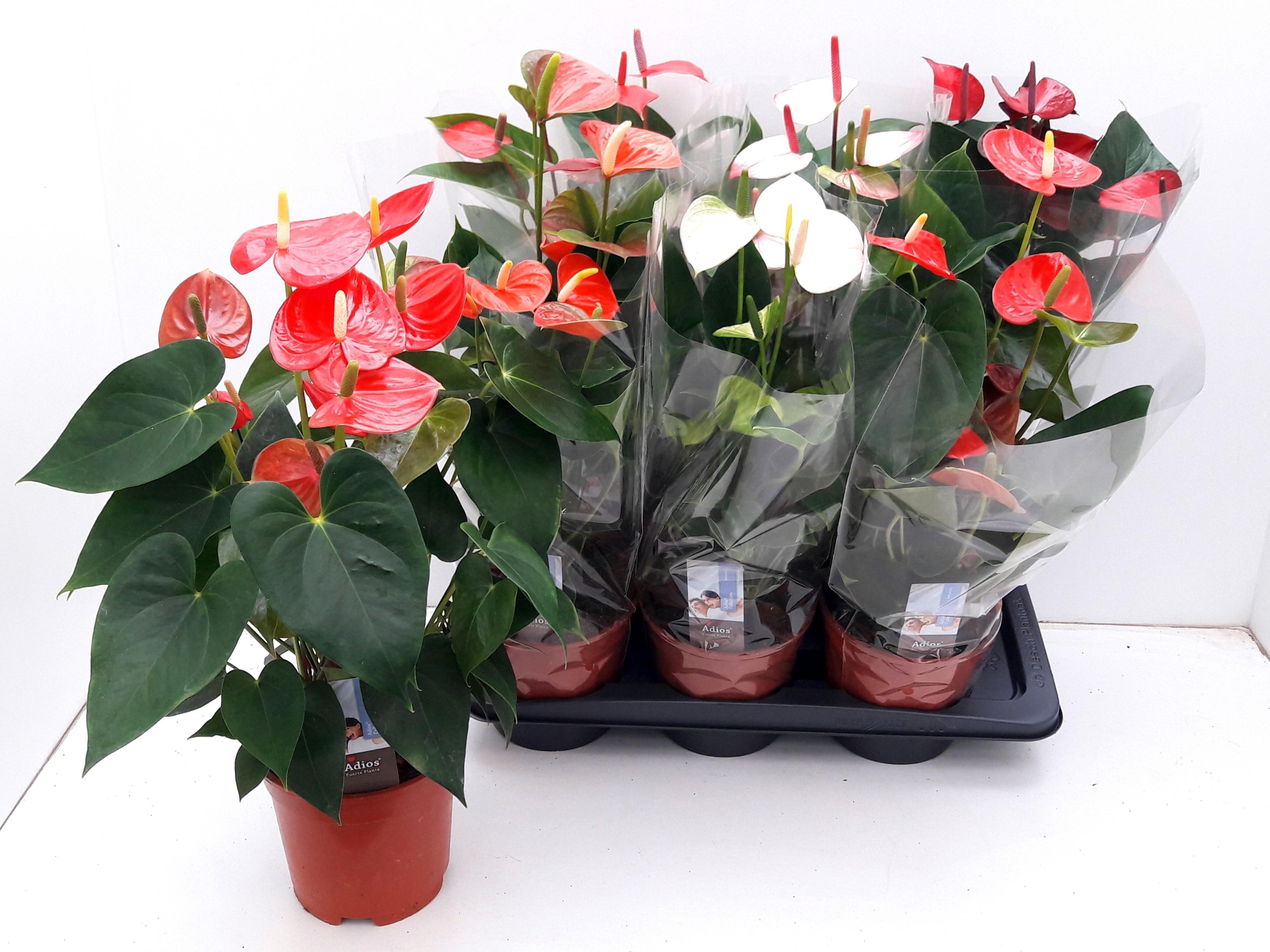 Anthu A Gemengd 6 Kl 17Ø 60cm