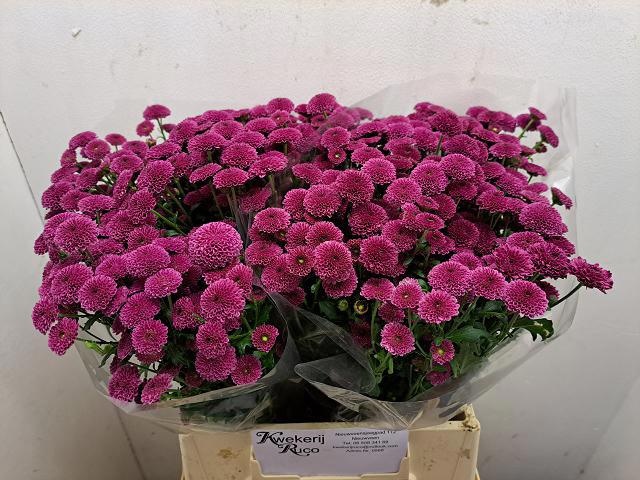 Chrys Santini Calimero D Pink 45cm 650Ø