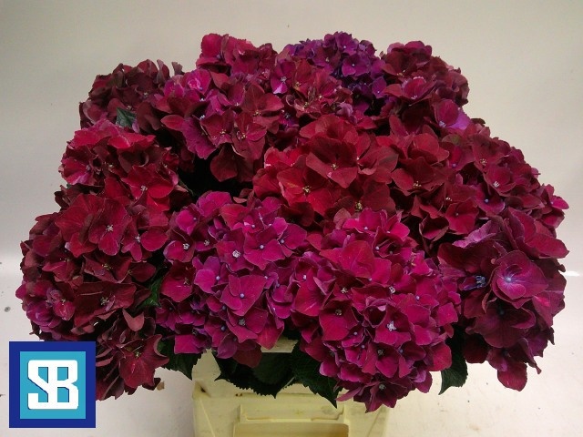Hydrangea Mag Pink Ruby 60cm 13Ø