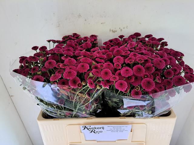 Chrys Santini Calimero D Pink 50cm 800Ø