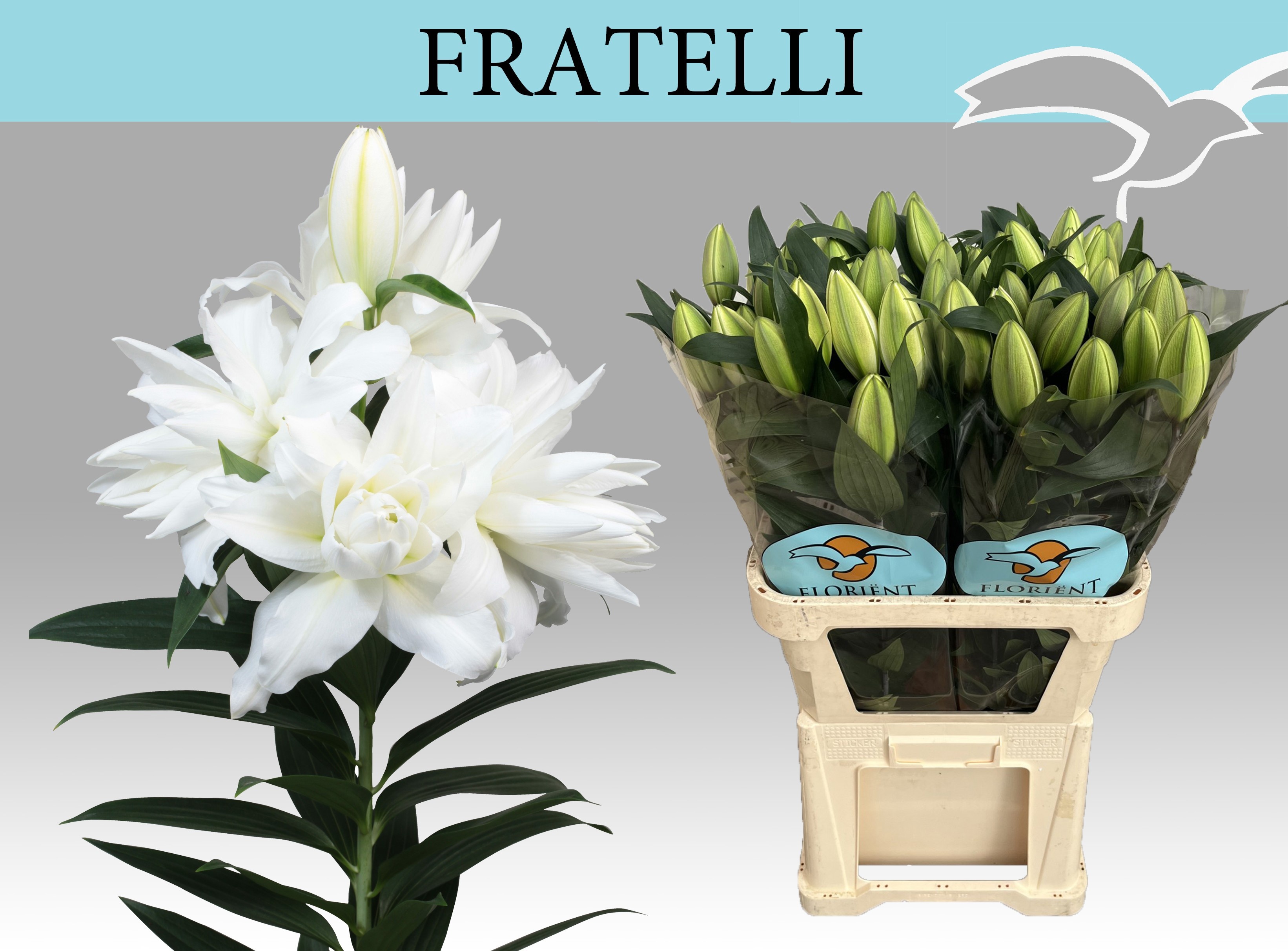 Lilium Or Double 100cm 4/6bl