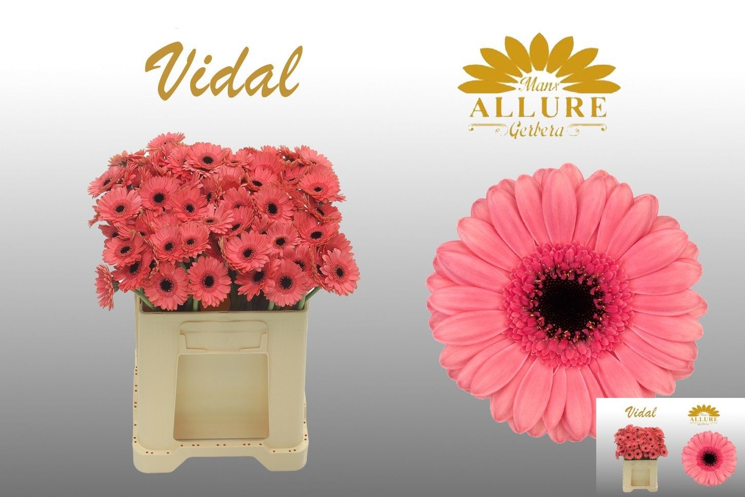 Gerbera Mini Vidal