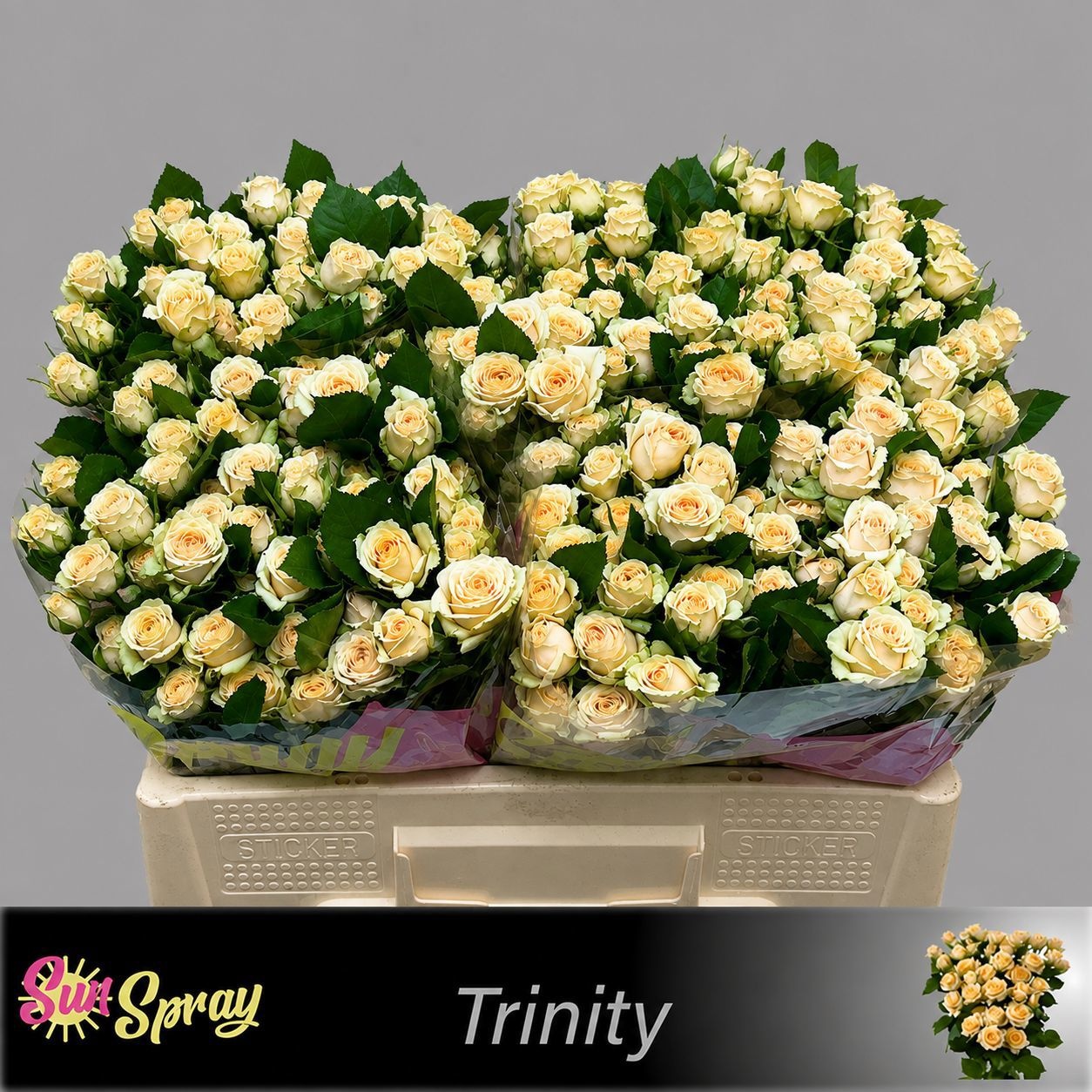 Rosa Spr Trinity 50cm