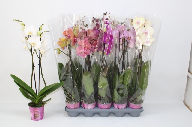Phal Gem 5 Kl 12Ø 65cm