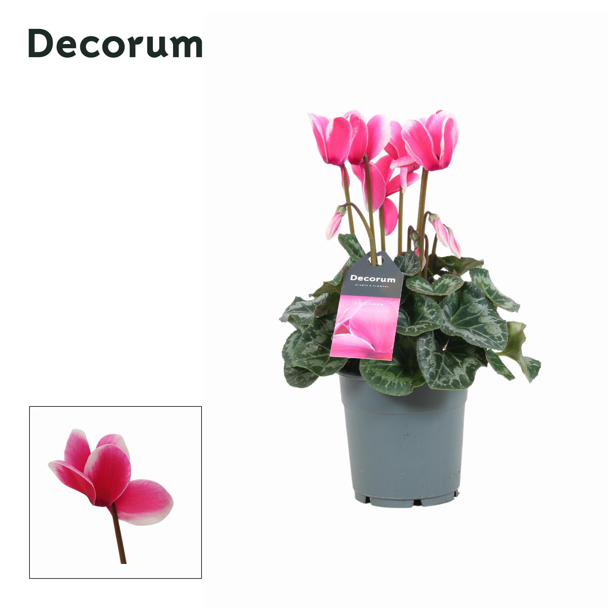 Picture of Cyclamen Lovely Moments (Decorum) P12 30CM