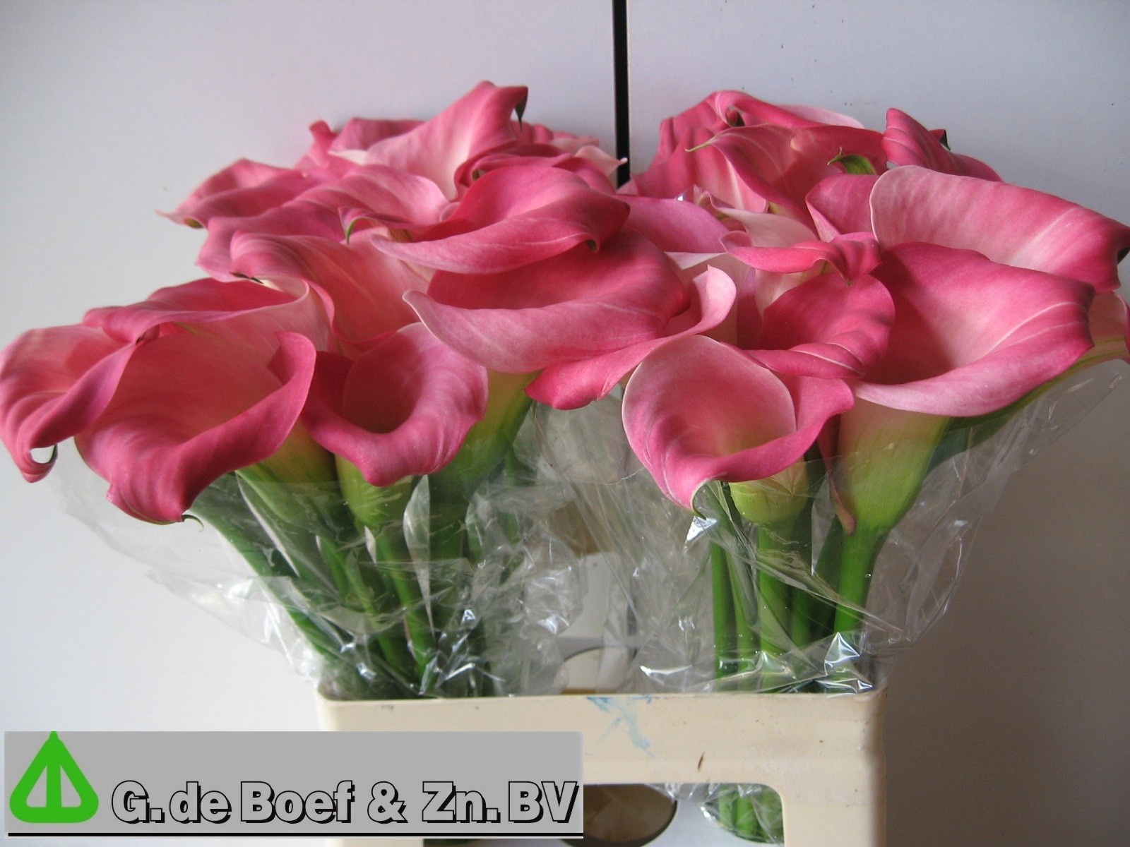 Calla Candy Dream 60cm