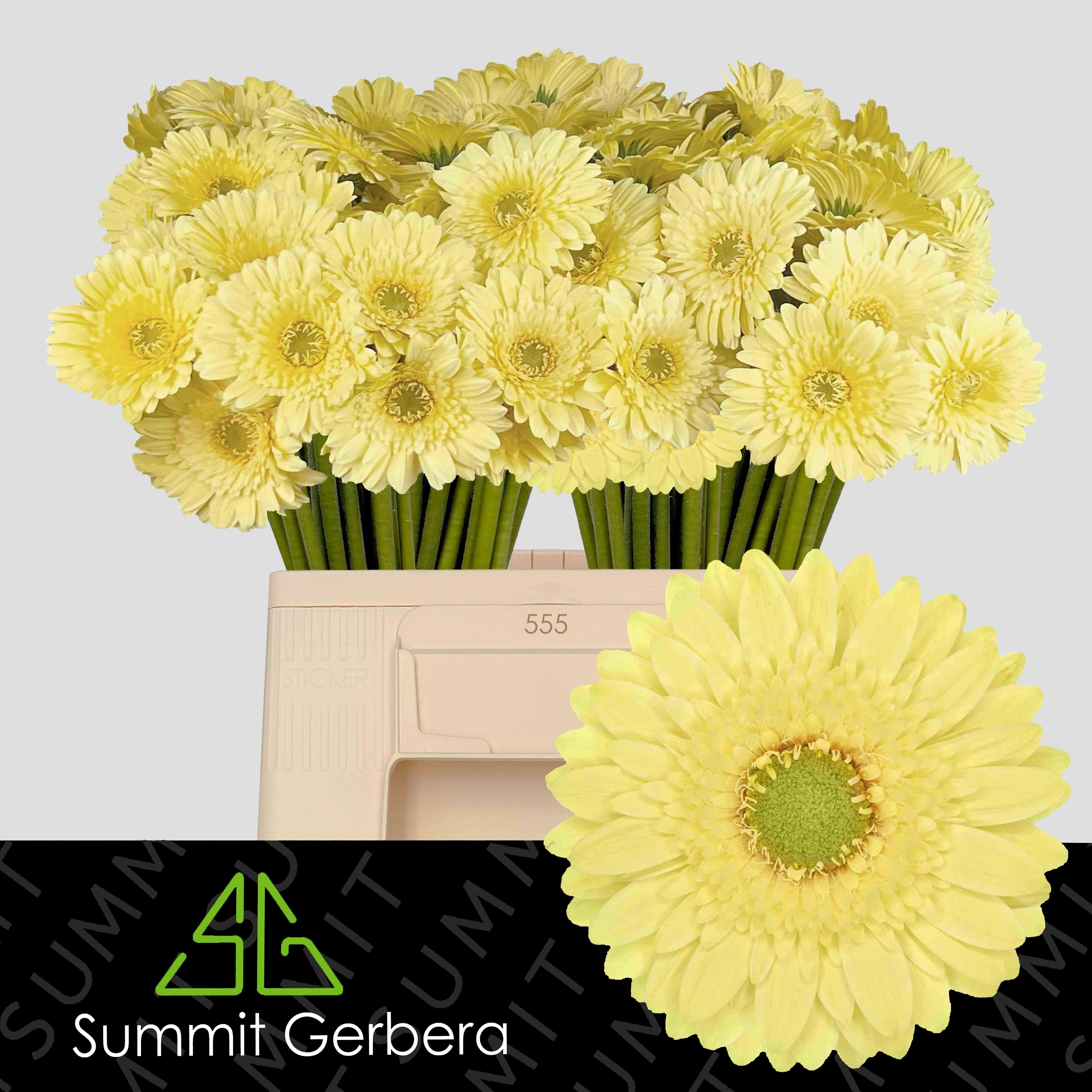 Ge Mi Lemon Lime 50L.cm