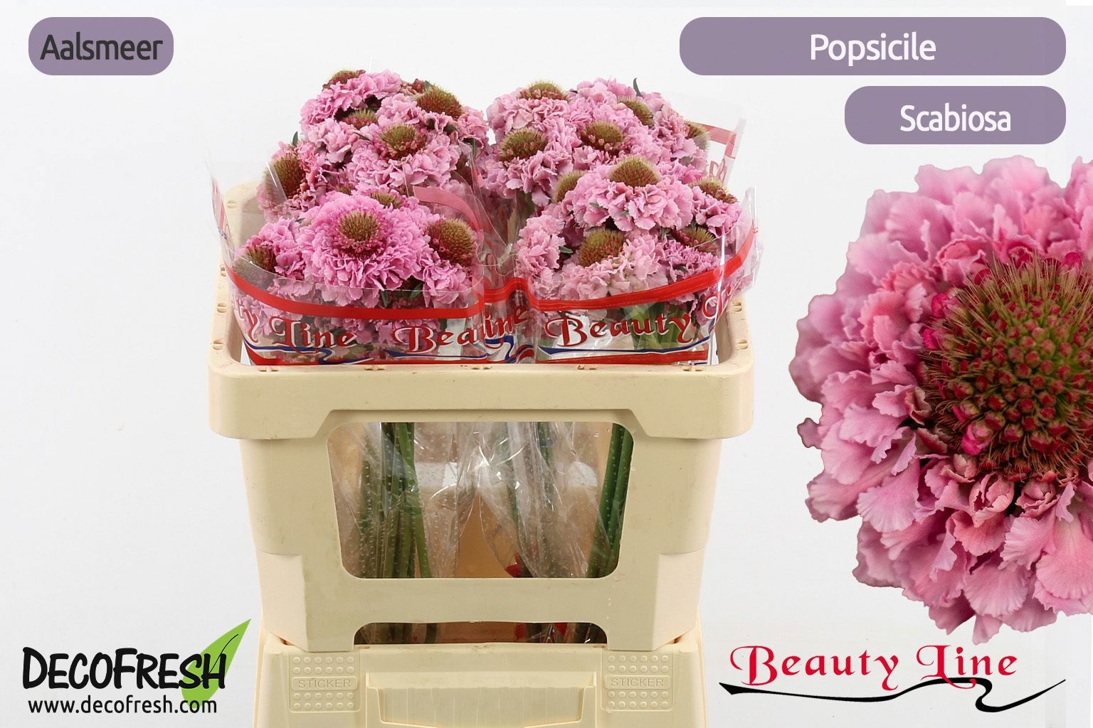 Scab At F Scoop Pops 50cm