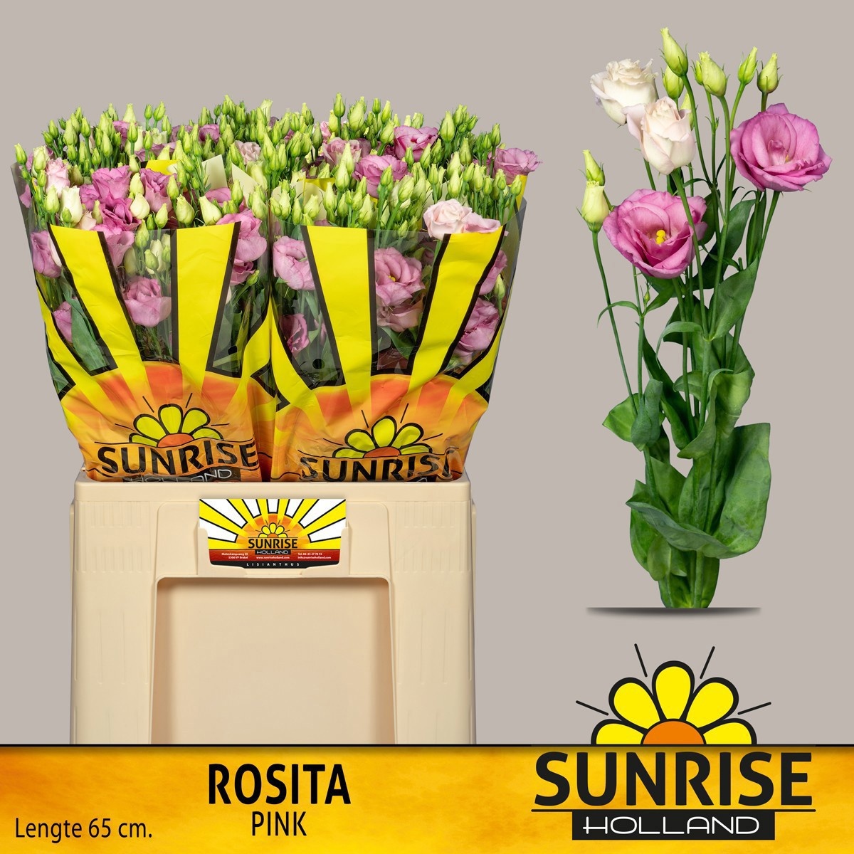 Eus G Rosi Rose Pink