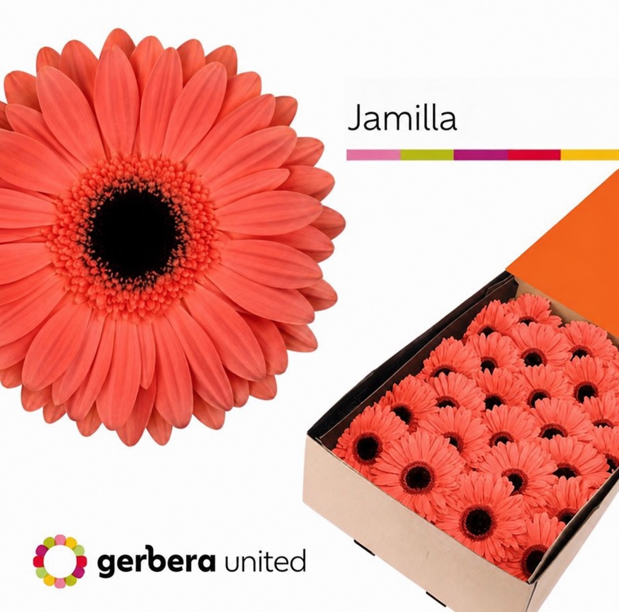Gerbera Jamilla Doos