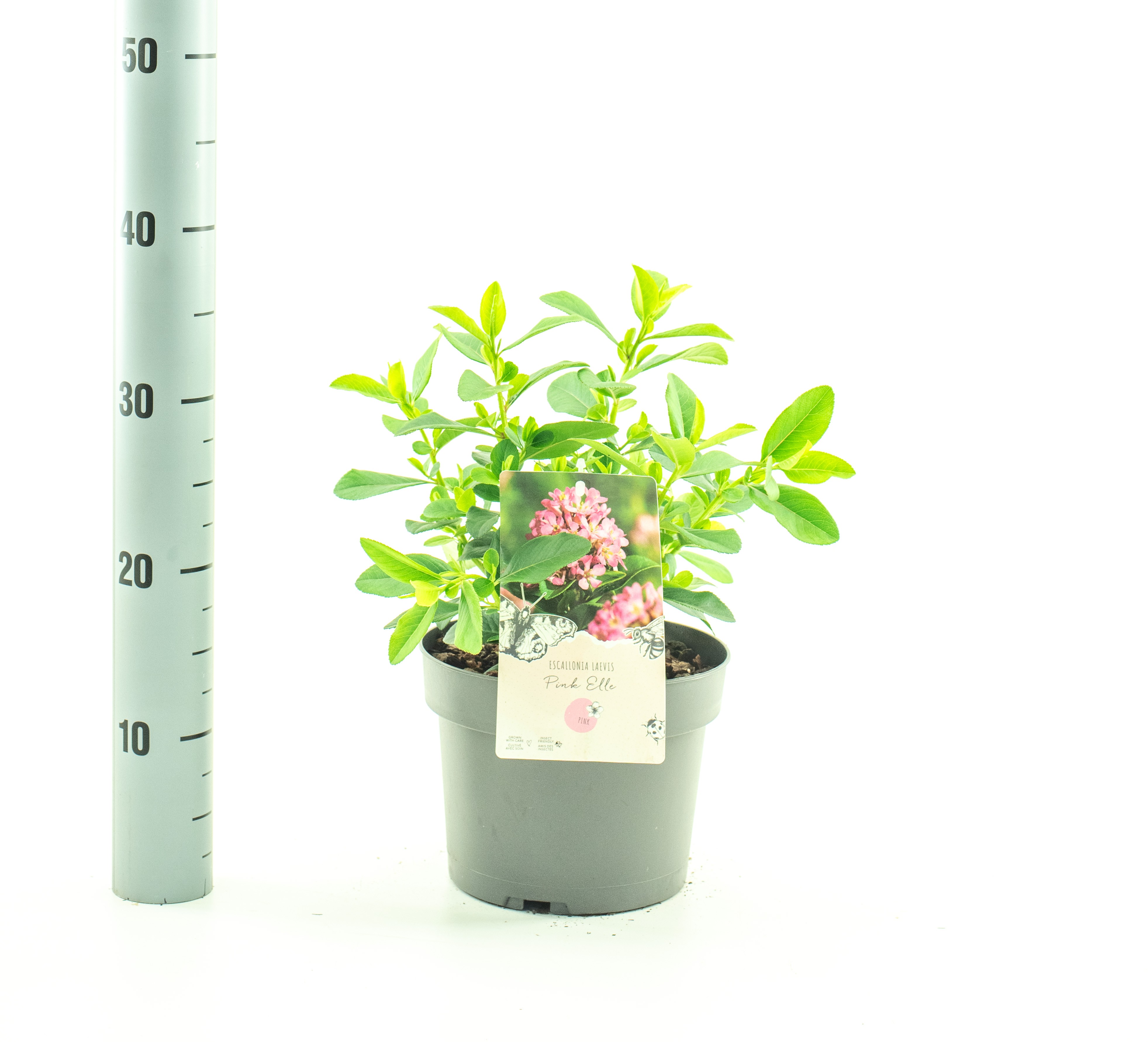 Picture of Escallonia Pink Elle P19 (3 Ltr)