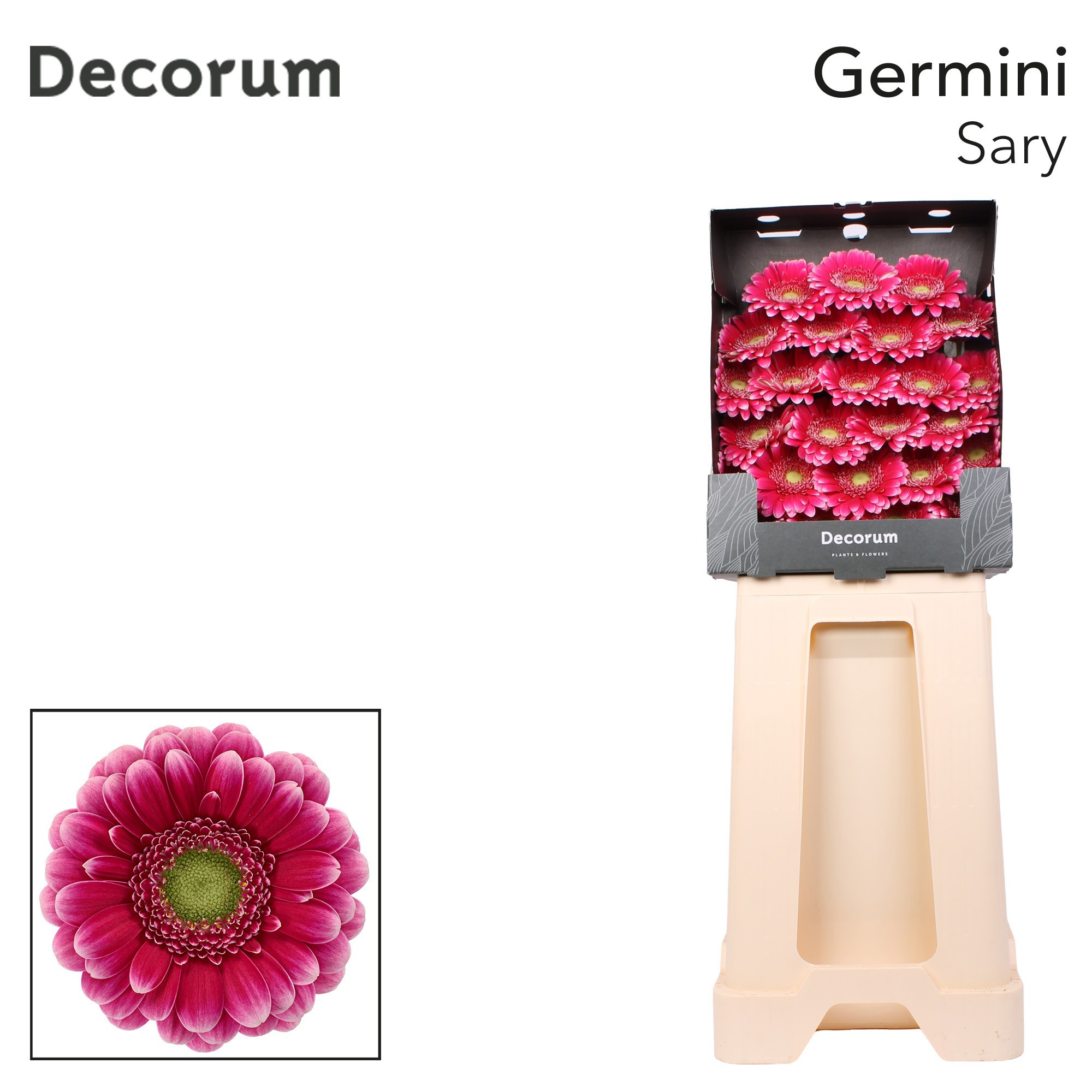 Germini Sary Diamond