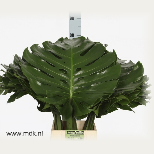 Monstera 80cm