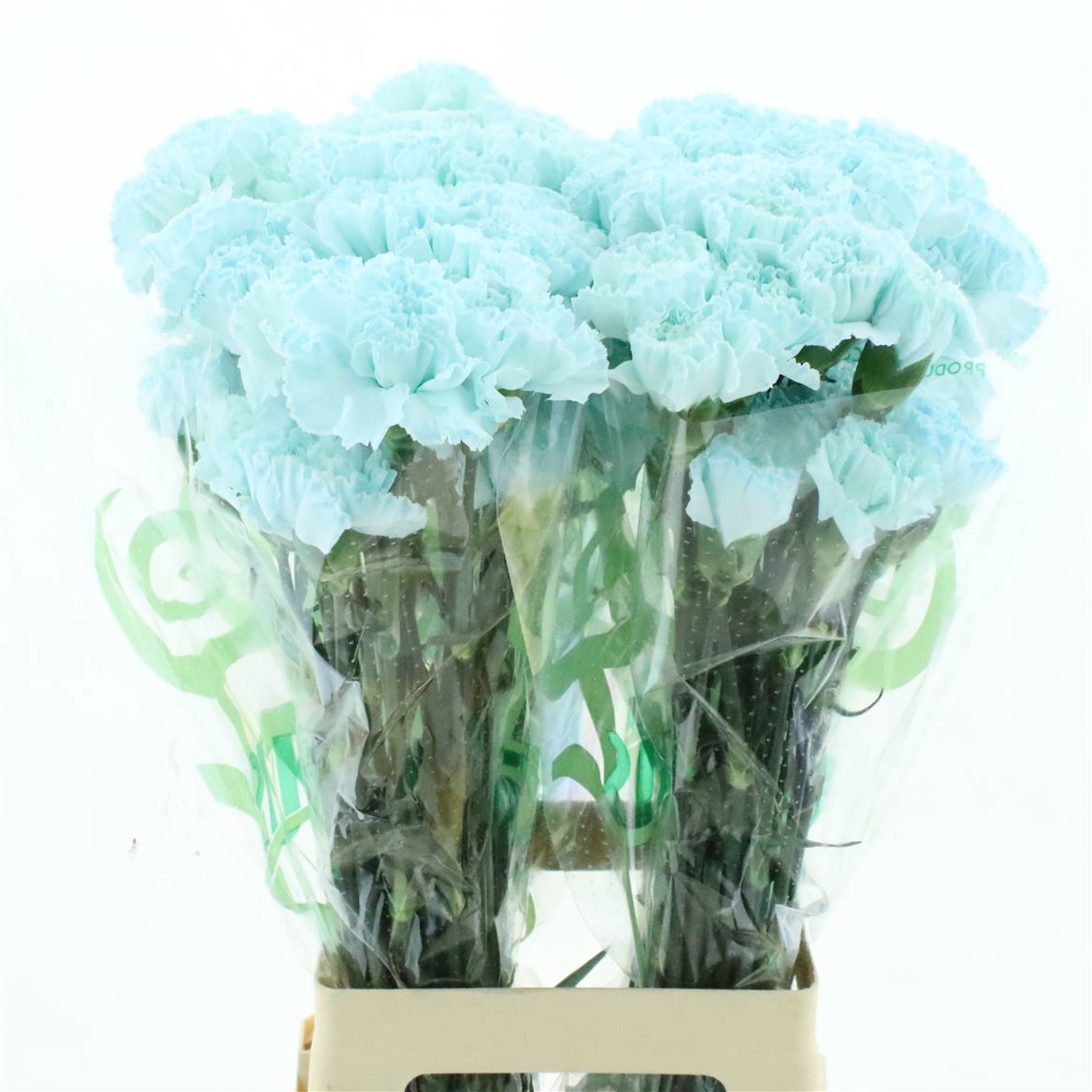 Dianthus St Painted 70cm