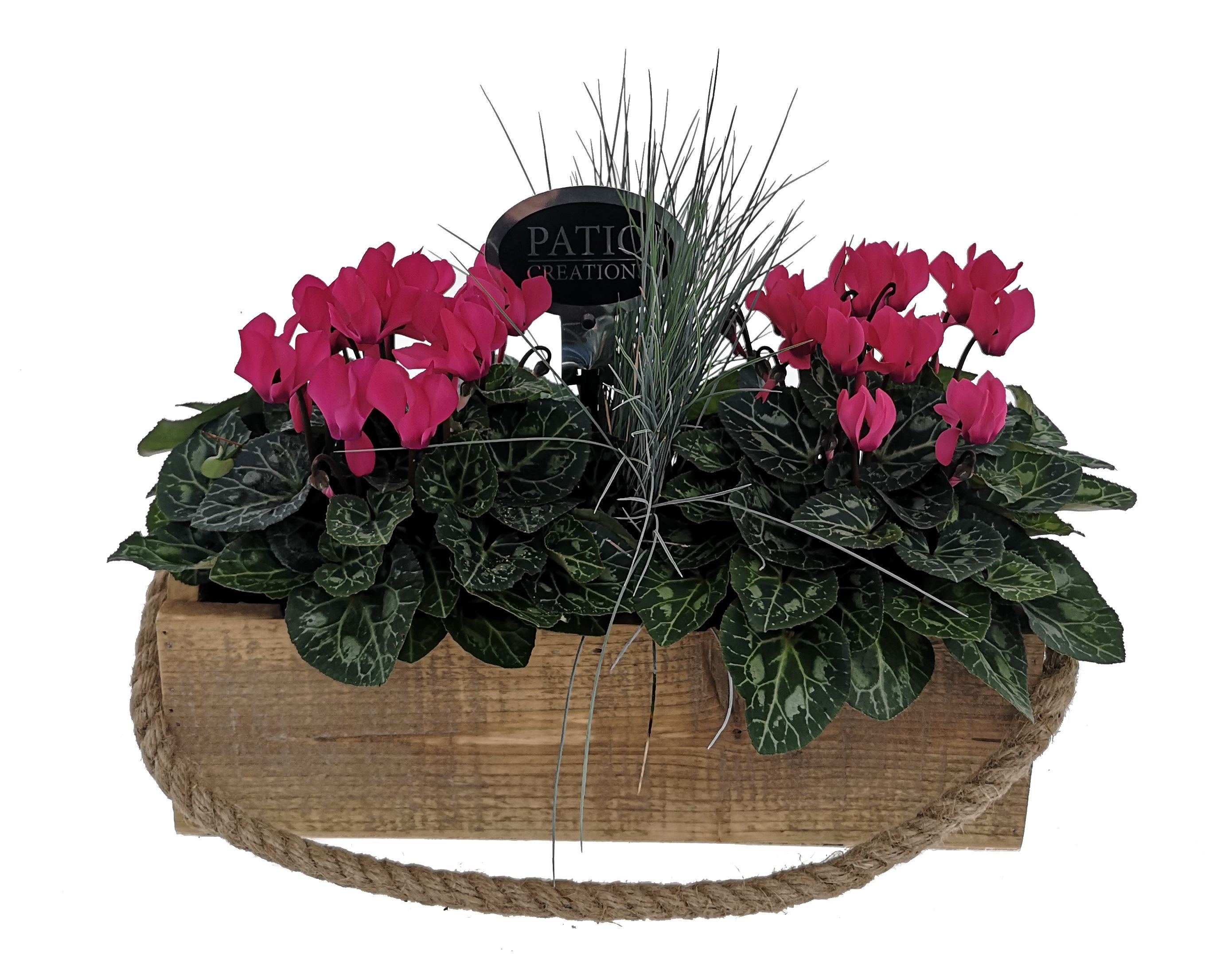 Cyclamen -Festuca Mia M CYF658-9003