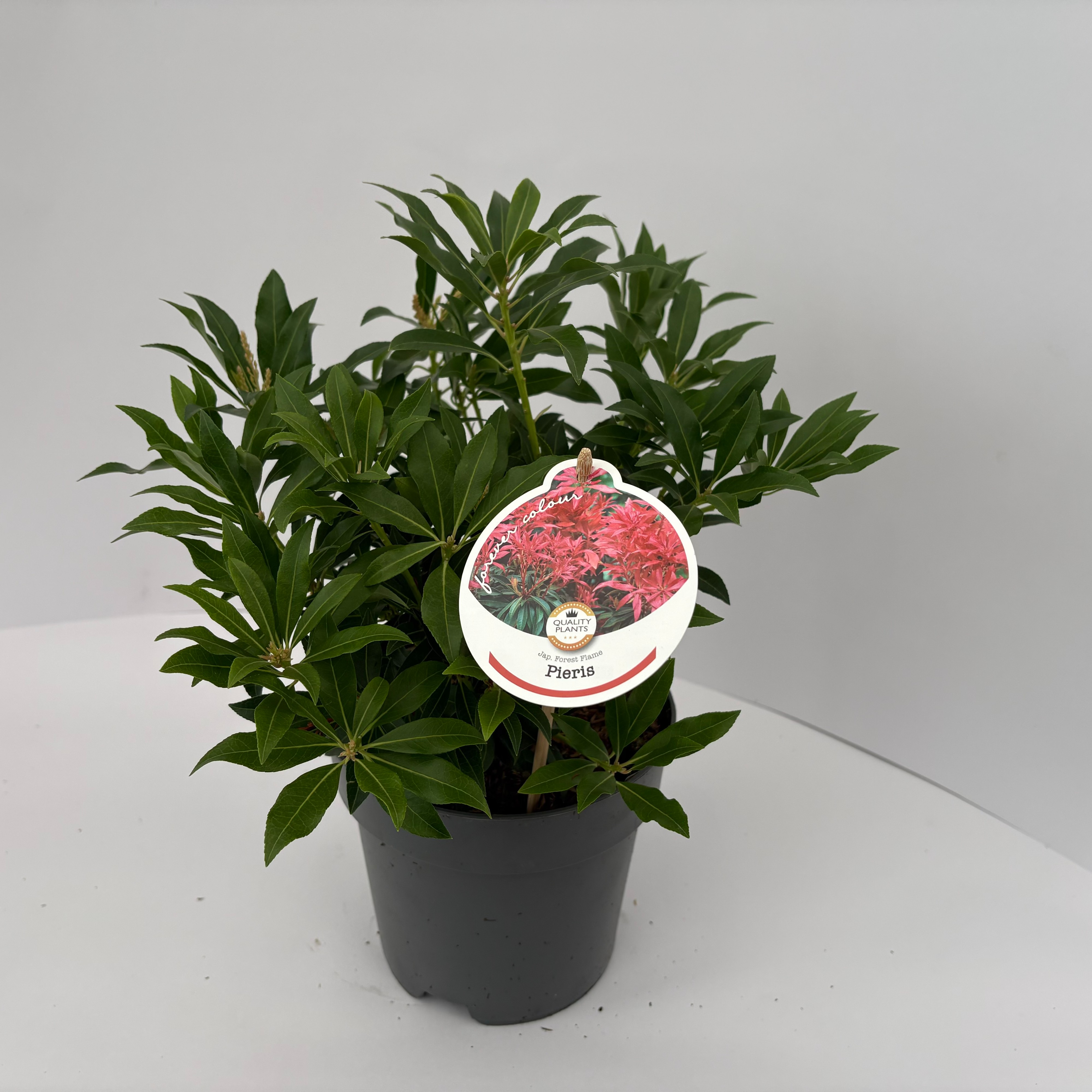 Picture of Pieris jap. Forest Flame P17 (2 Ltr)