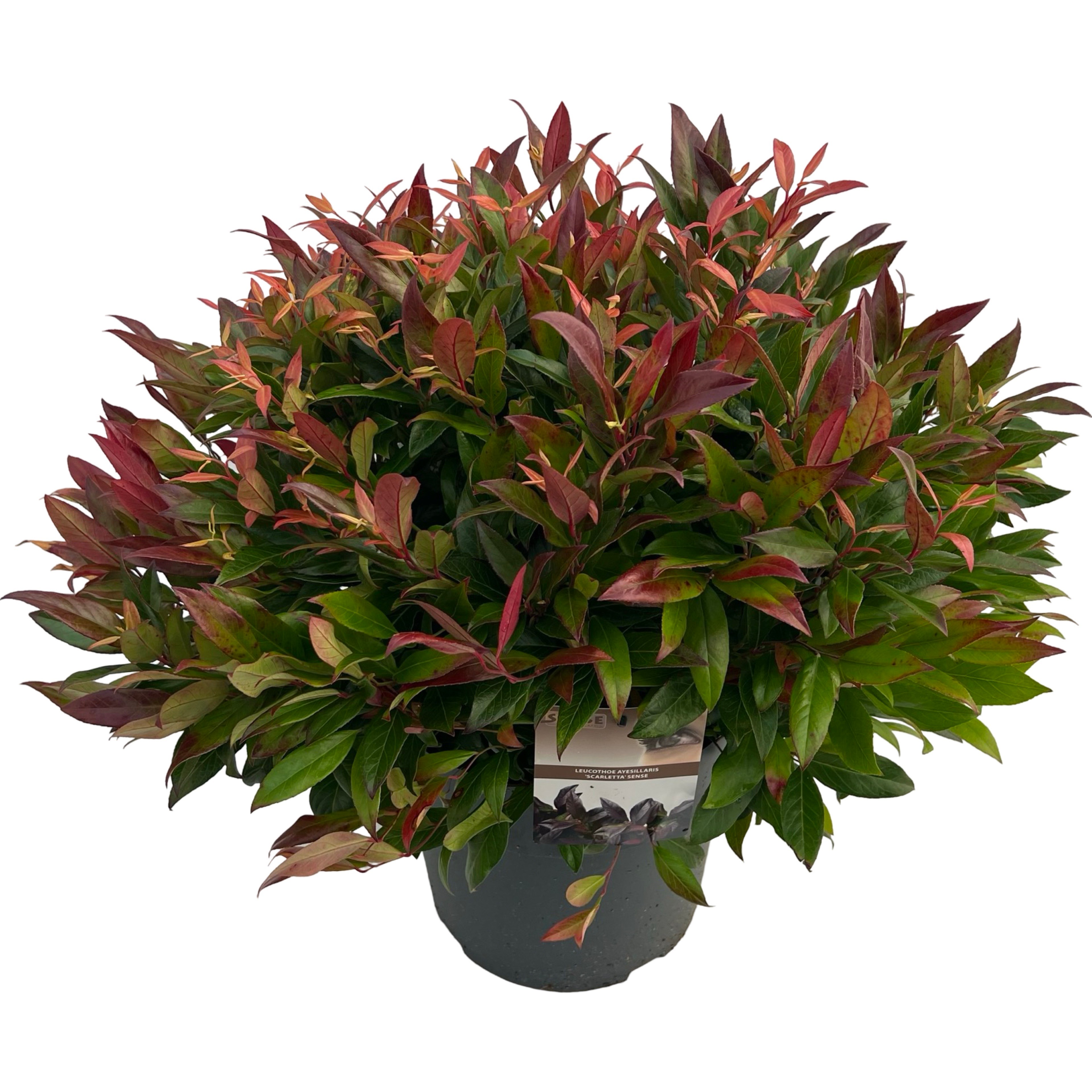 Picture of Leucothoe Scarletta sense P29 (10 Ltr)