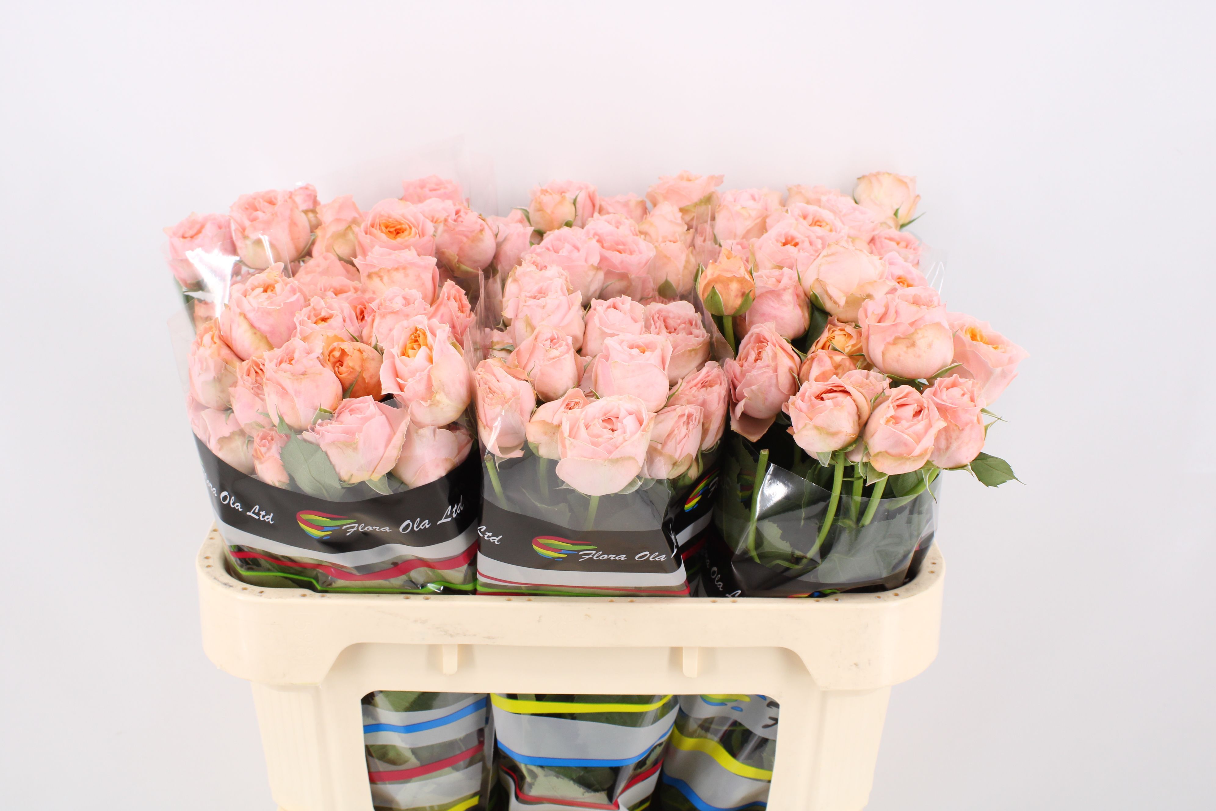 Rosa Spr Georgia Peach 70cm