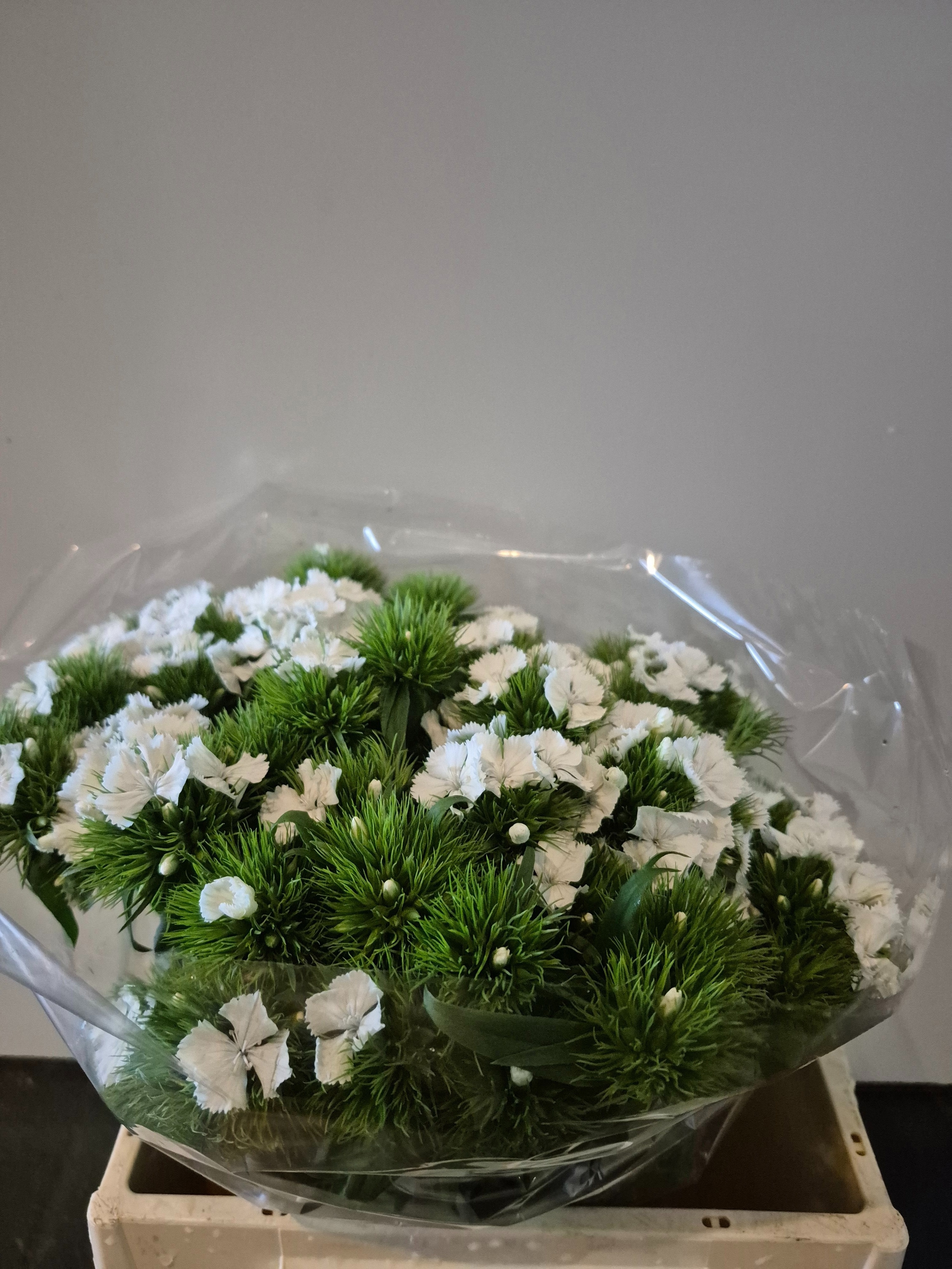 Dianthus Barb White 40cm