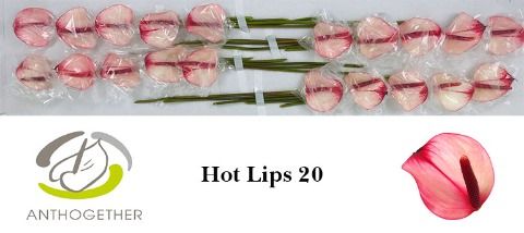Anth Pr Ama Hot Lips