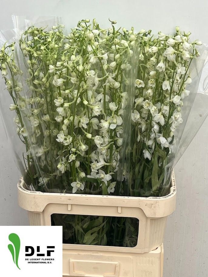 Delphinium Be 90cm