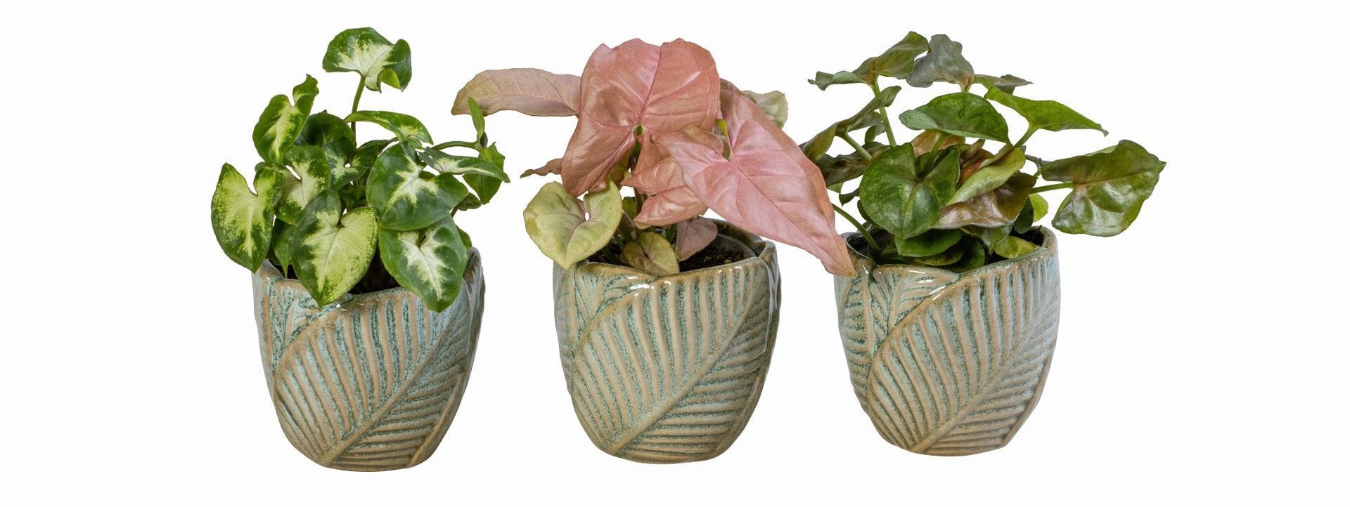 Syngonium L 66063 With Syngonium Mix