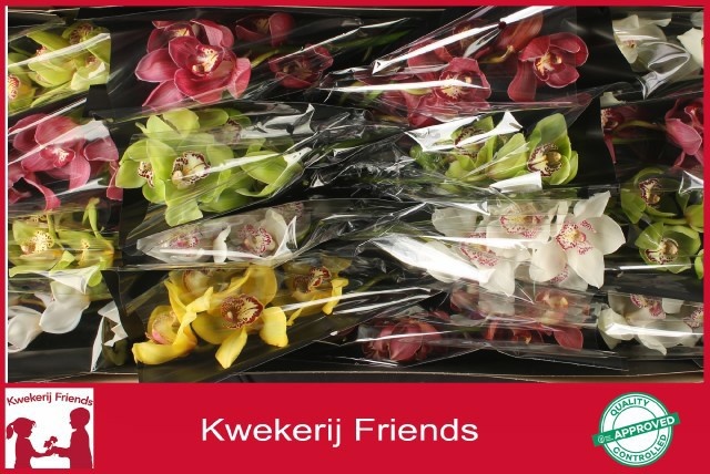 Cymbidium Asst 5bl