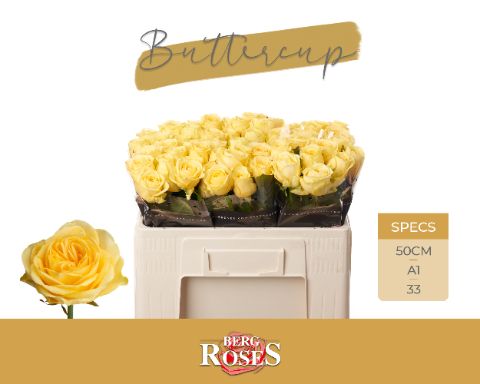 Rosa Buttercup 50cm