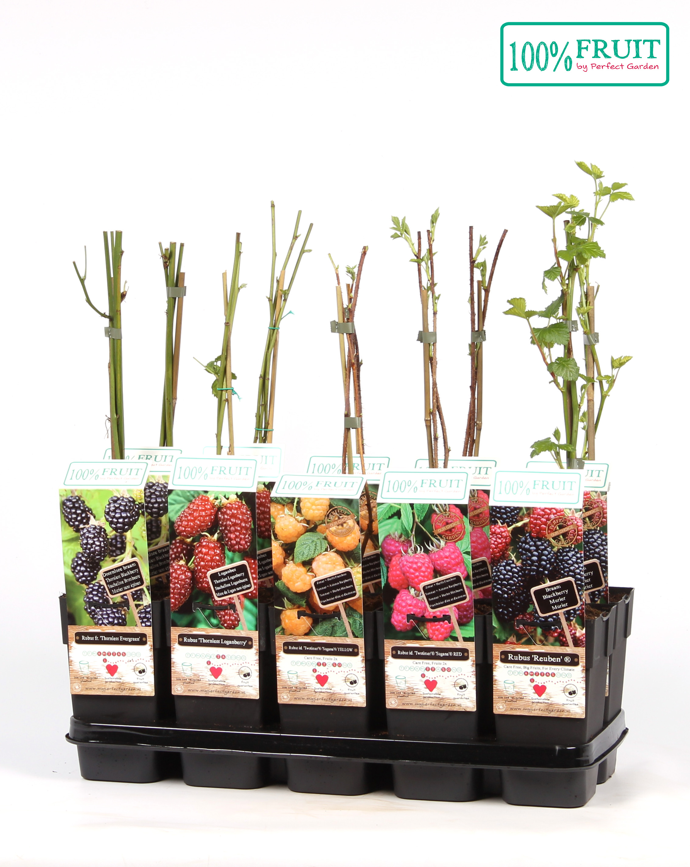 Picture of Fruit mix shelve standard P15