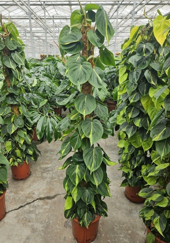 Philodendron scandens 'Brasil' Moss pole | Gardenline
