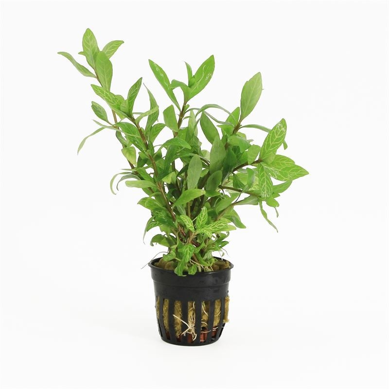 Hygrophila rosanervig