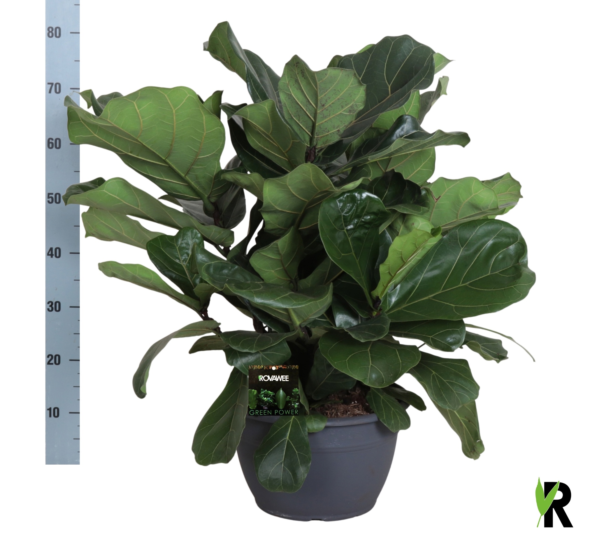 Fic Ov Lyrata 30Ø 75cm