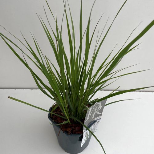 Pennisetum 'Red Bunny Tails' p17 Cammeraat