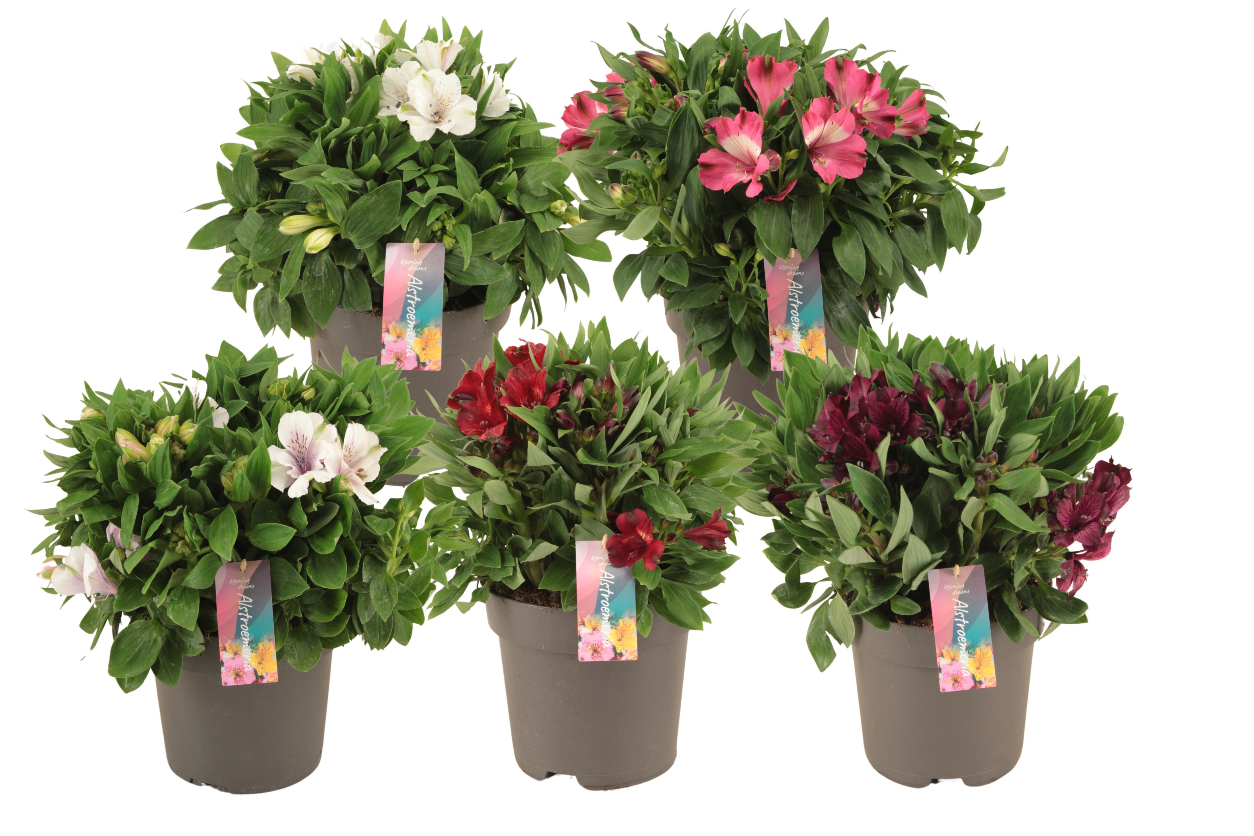 Alstroemeria Inticancha mixkar
