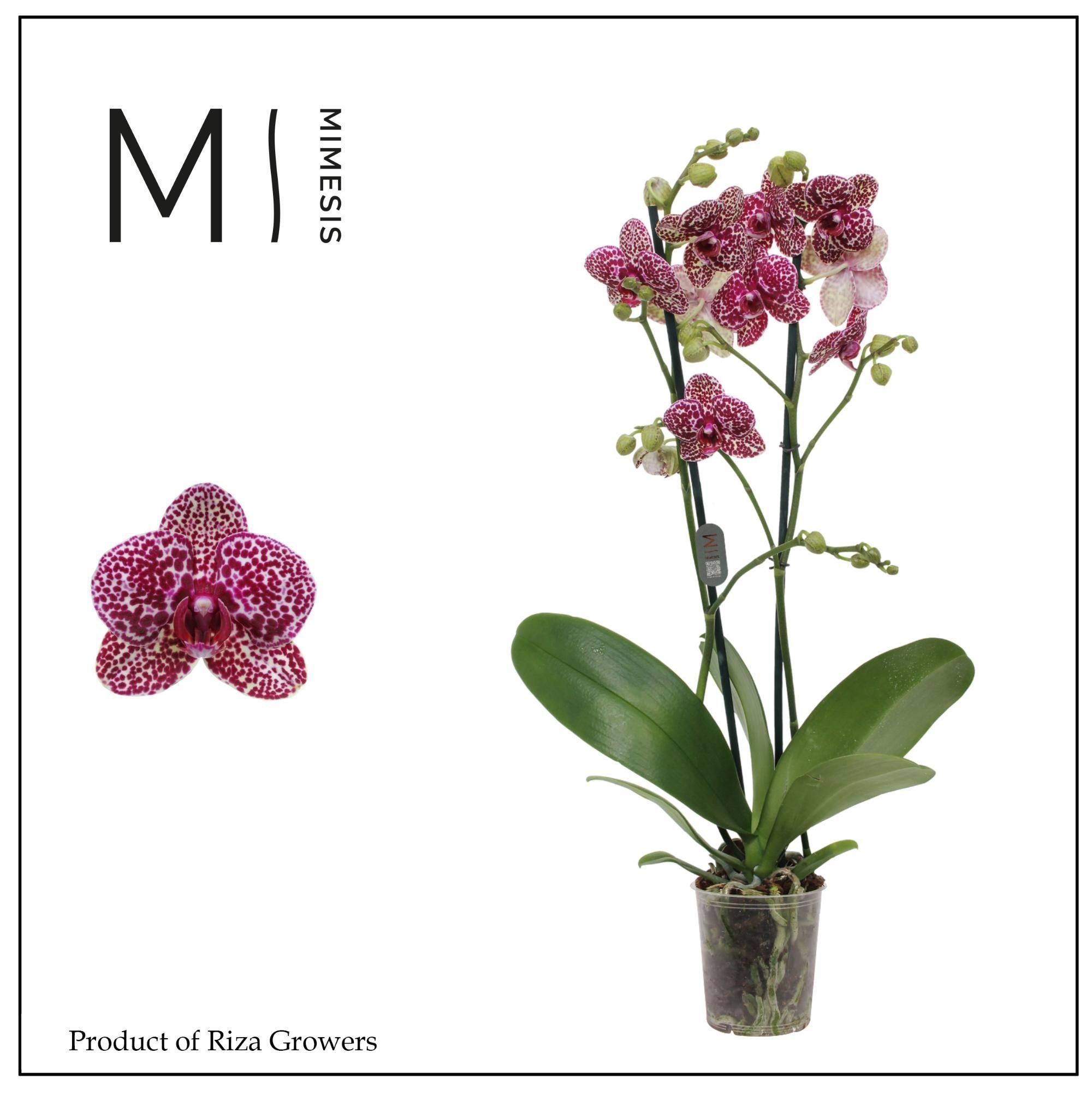 Phal Wildcat 12Ø 70cm