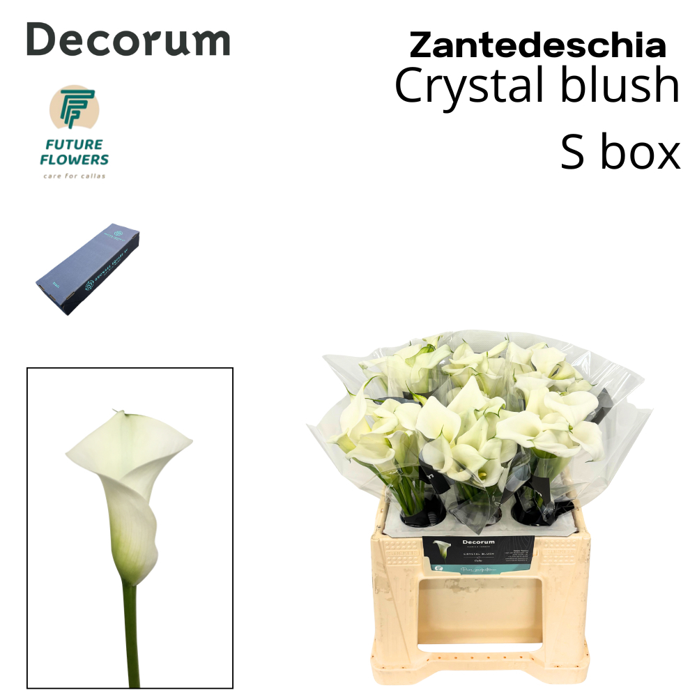 Zant Crystal Blush