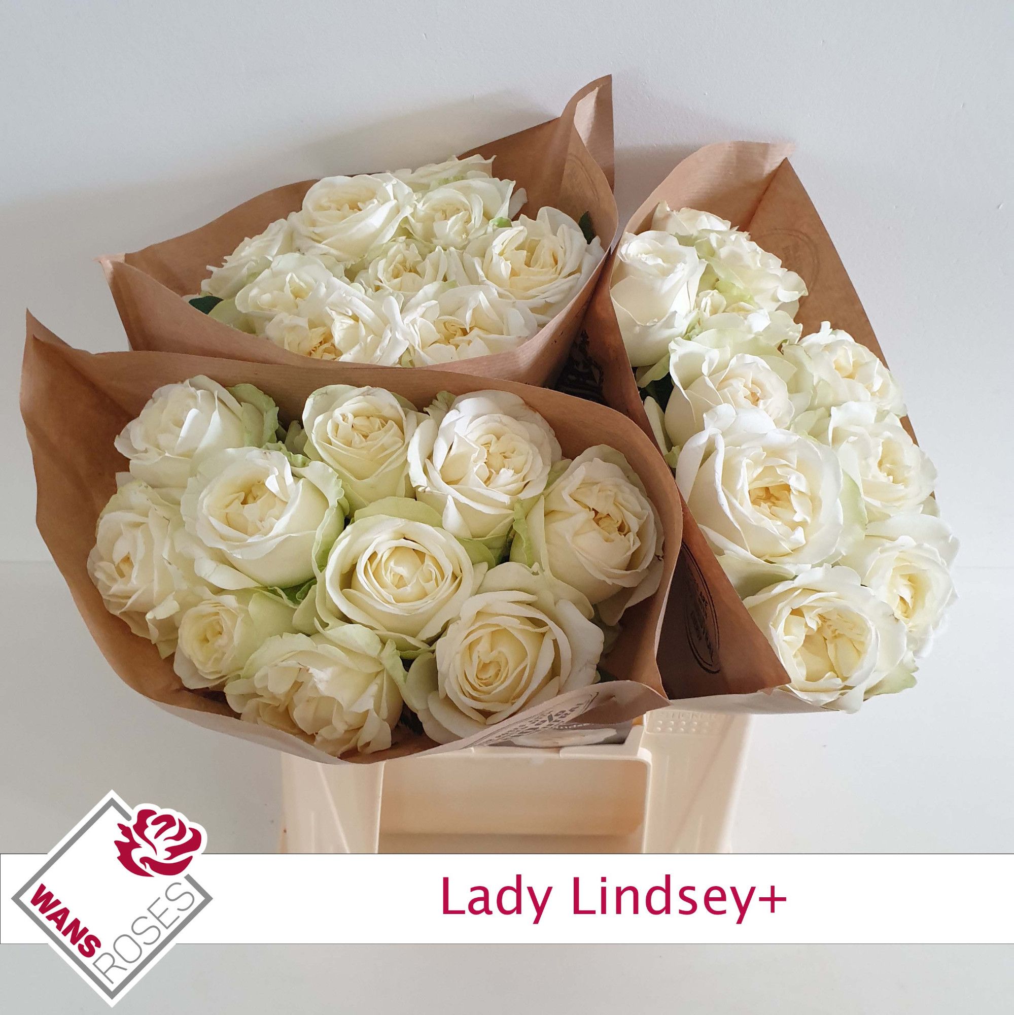 Rosa Garden Lady Lindsey+ 40cm