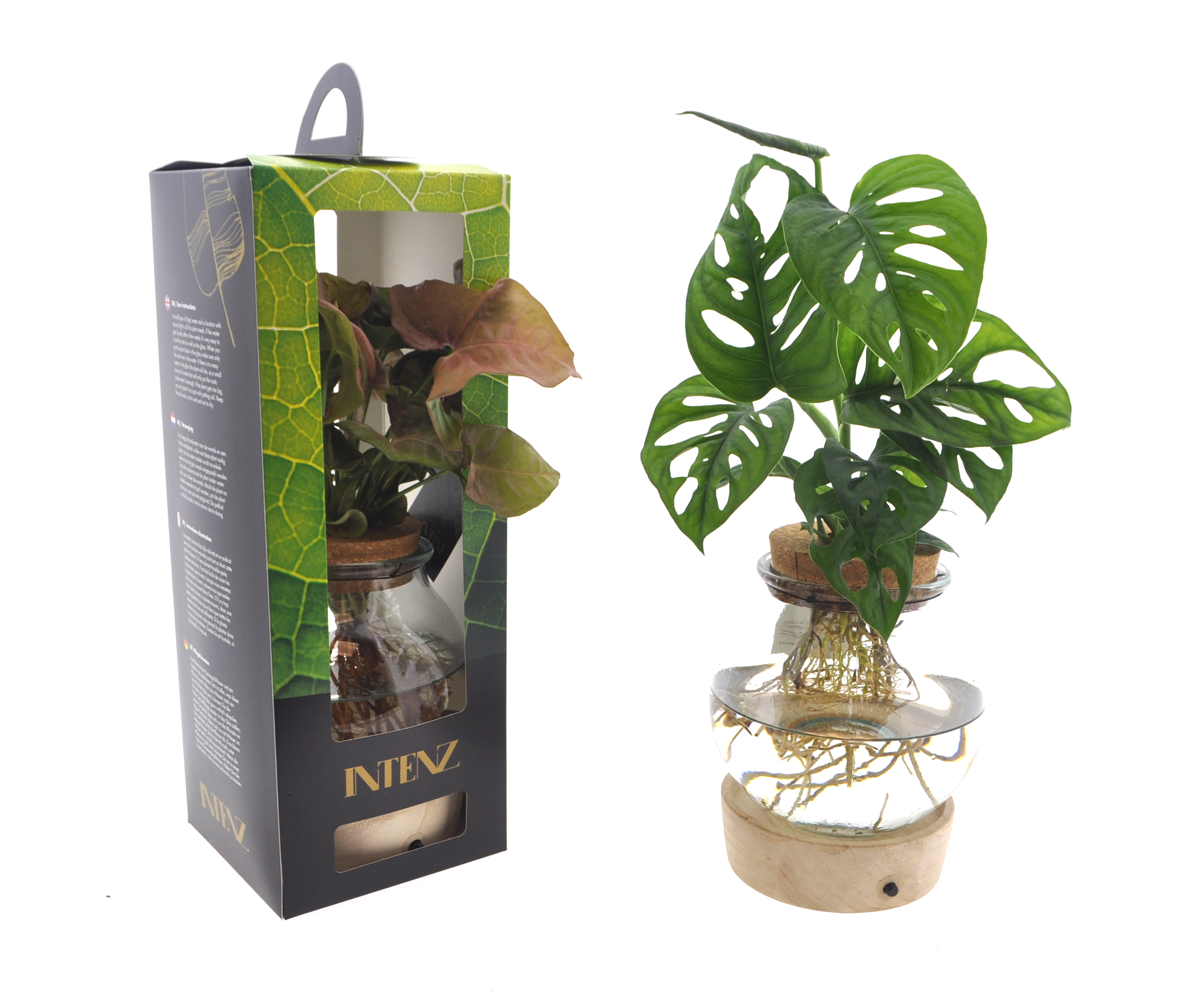 Picture of Hydroponic Intenz varieties in spherical glass + LED + Giftbox P12 45cm