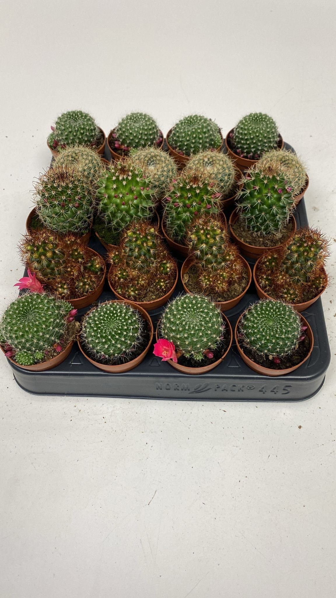 Mammillaria backebergiana subsp. ernestii MAMM BACKEB ERNESTII | Gardenline