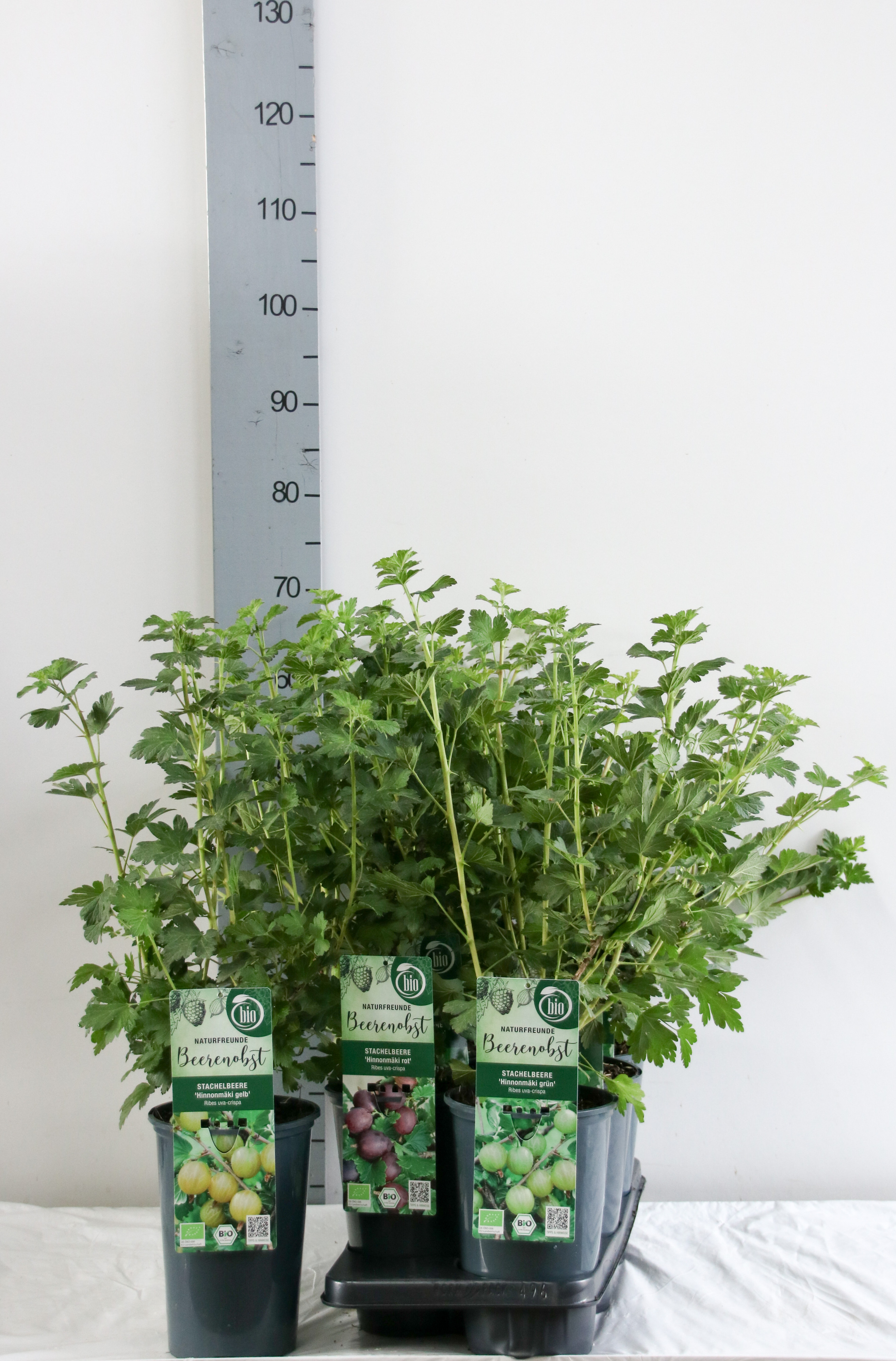 Ribes BIO Ribes uva-crispa in varieties DE-ÖKO-006
