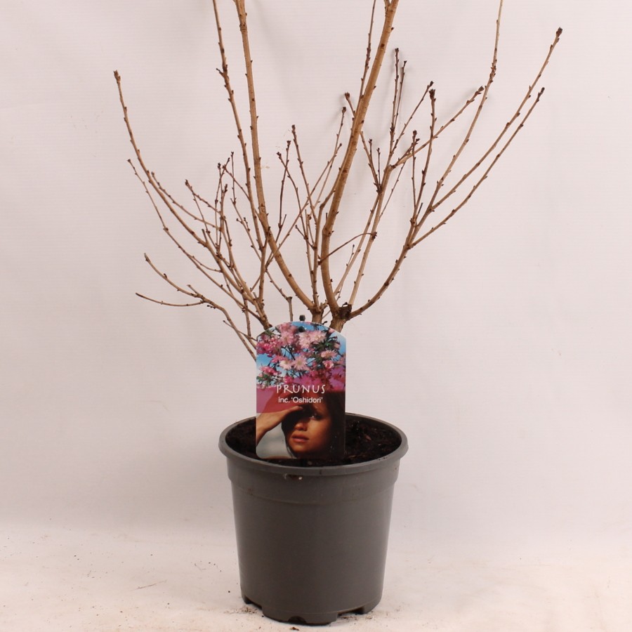 Picture of Prunus inc. Oshidori P17 (2 Ltr)