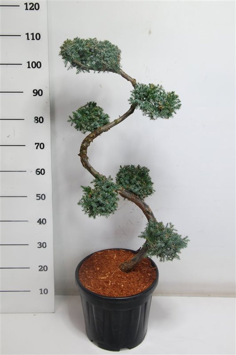 Juniperus chinensis 'Blue Alps'