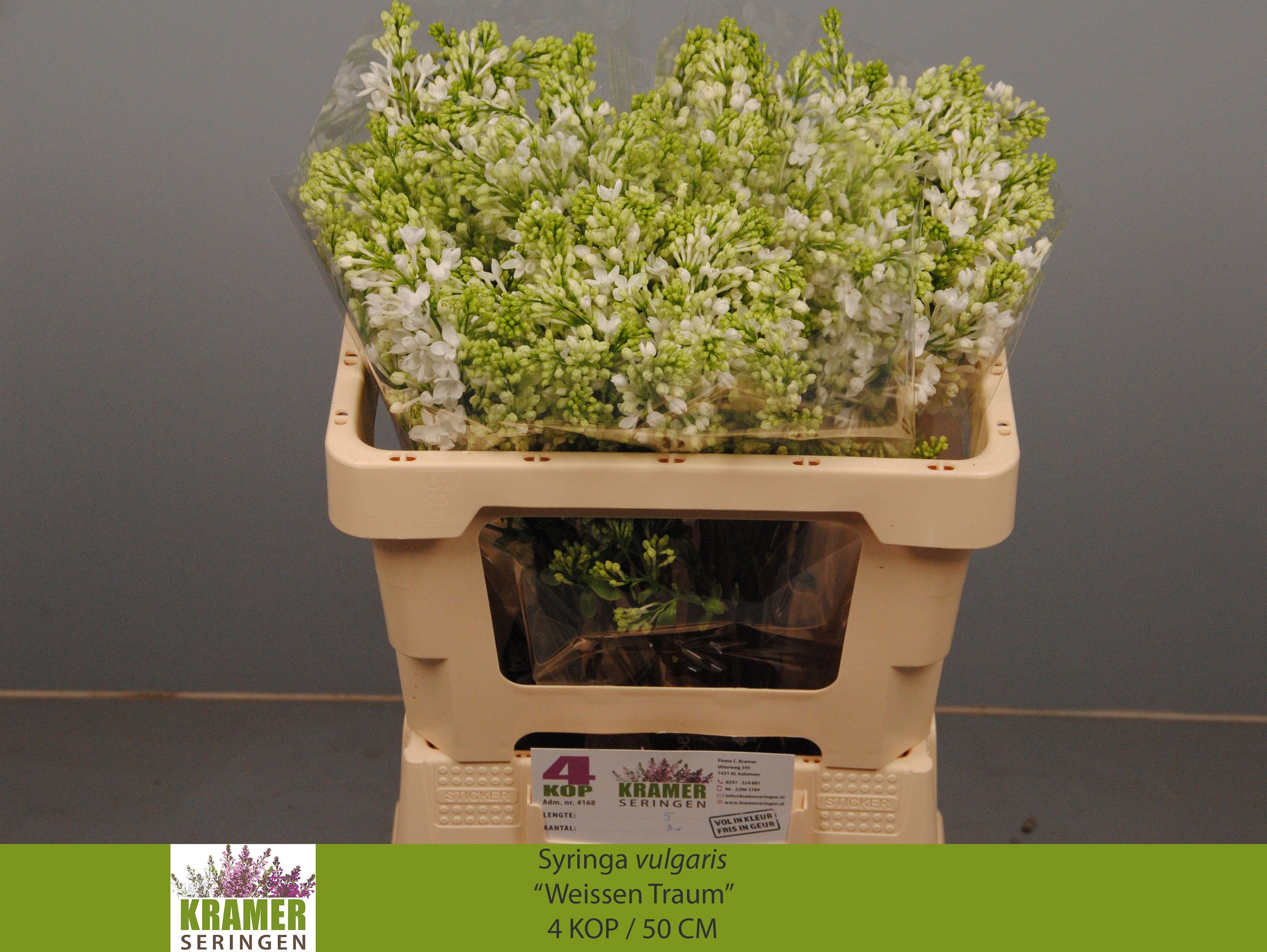 Syringa Engler Weiss 50cm 4