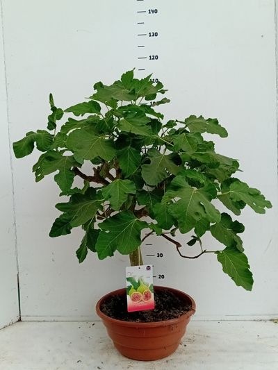 Ficus carica Bonsai