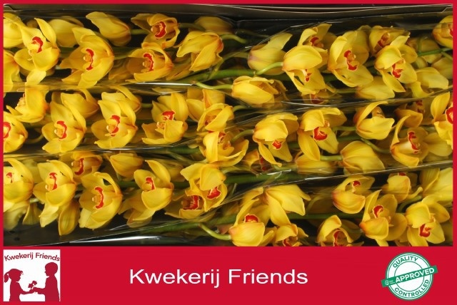 Cymbidium Rijsenhout 12/15bl