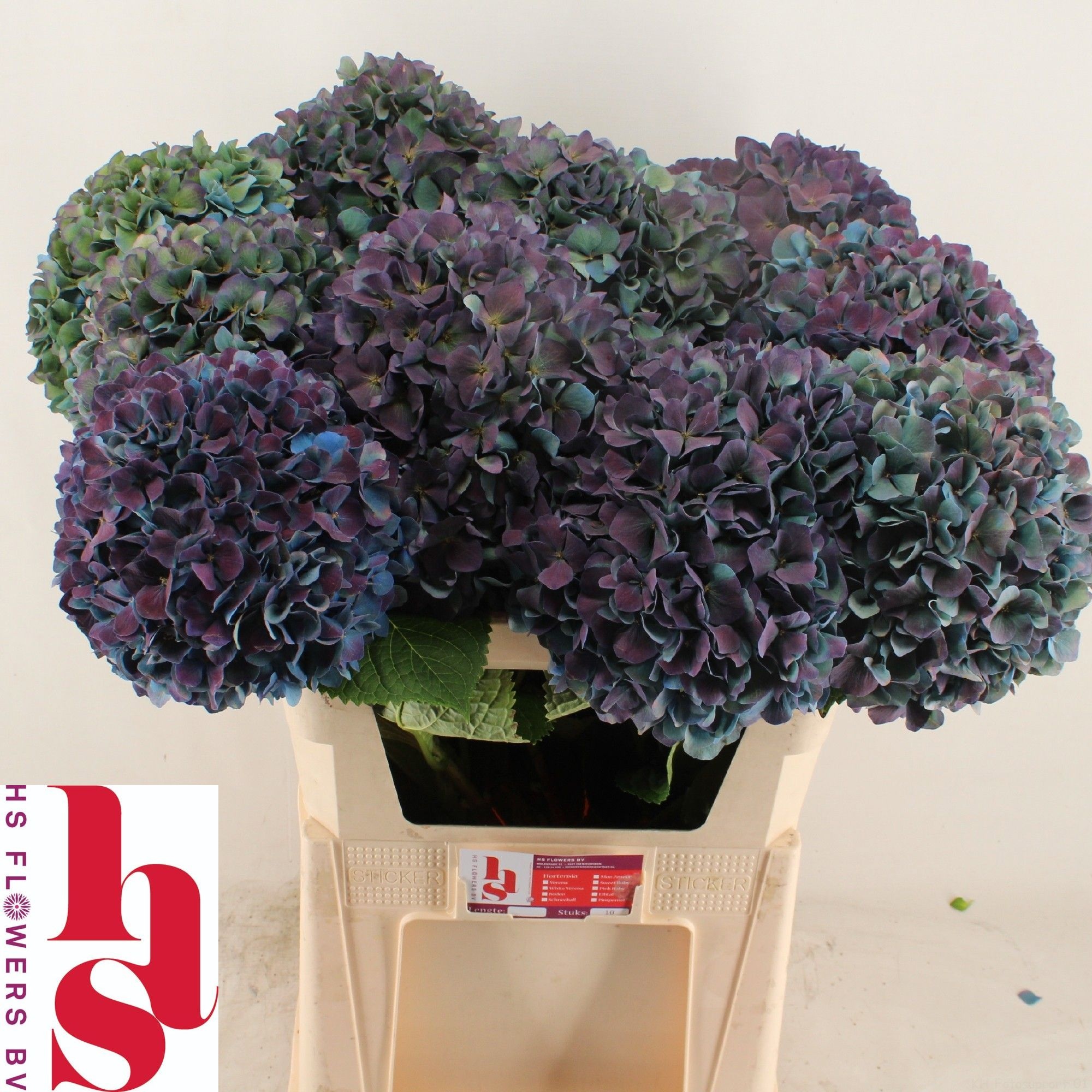 Hydrangea Pimpernel Classic 80cm 24Ø