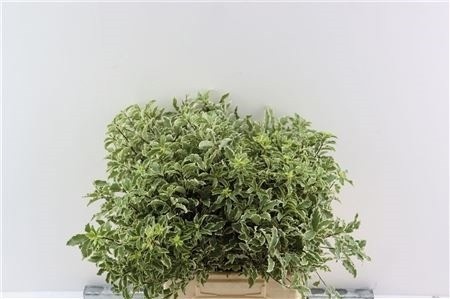 Pittosporum Per Bunch 45cm