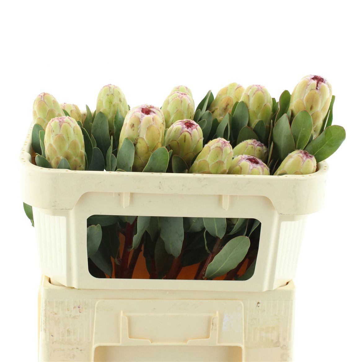 Protea Grandicolor 60cm