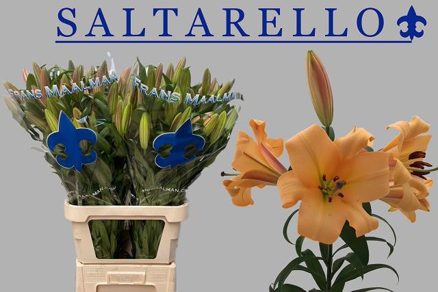 Lilium Ot Saltarello 100cm 3/5bl